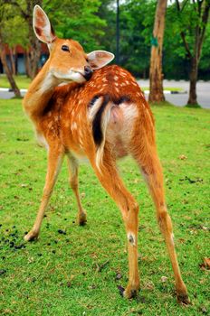 The sika deer inhabits temperate and subtropical woodlands, which often occupy areas suitable for farming and other human exploitation.