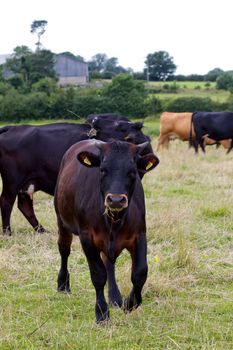 English cow grazing in the countryside