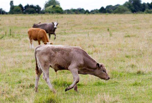 English cow grazing in the countryside