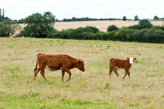 English cow grazing in the countryside