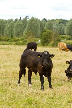 English cow grazing in the countryside