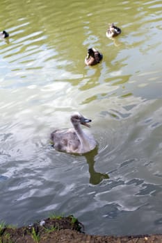 A young sygnet in a small lake in england