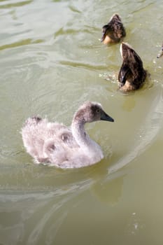 A young sygnet in a small lake
