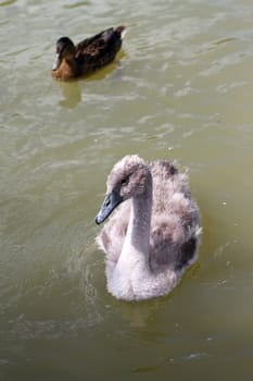 A young sygnet in a small lake in england