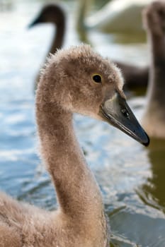 A young sygnet in a small lake in england