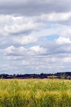 field landscape with blue sky and clouds