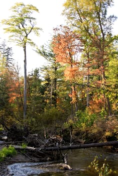 Old trees have fallen in the river and have created a dam