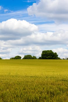 field landscape with blue sky and clouds