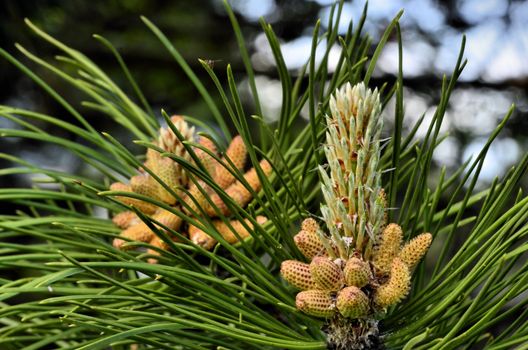 This photo present flowering black pine.
