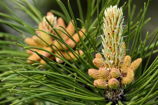 This photo present flowering black pine.