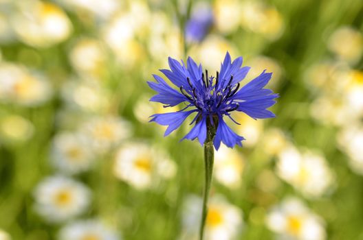 This photo present cornflower blooming on a blurred background daisy and grasses.