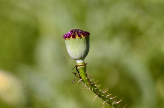 This photo present poppy bud on a blurred background of grass