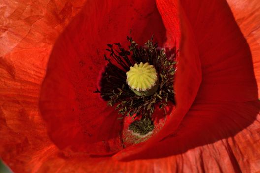 This photo present interior of blooming poppy.