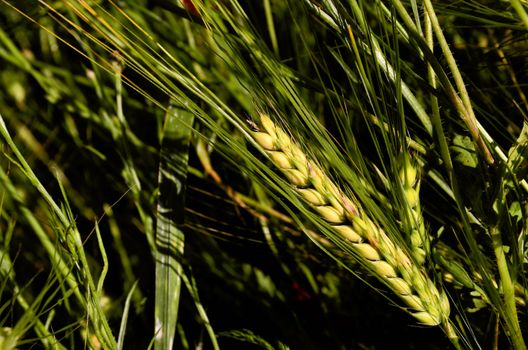 This photo present ear of corn in the grass.