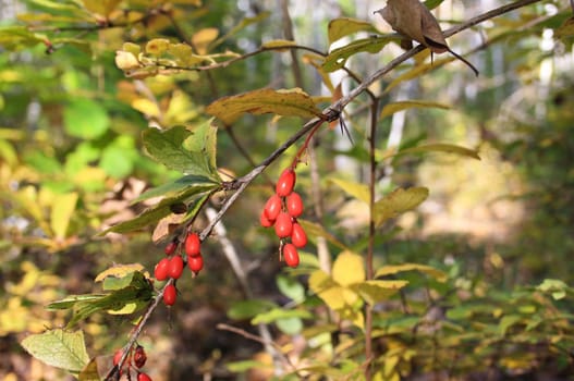 Branch with barberry berries in autumn wood