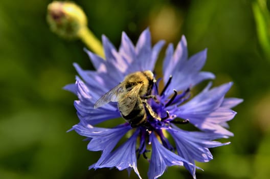 This photo present cornflower pollinated by bee.