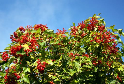 Bush of a ripe berry of a guelder-rose