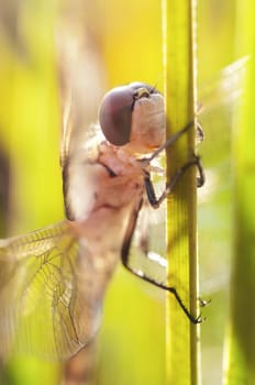 dragonfly waits for its wings to warm before its first flight