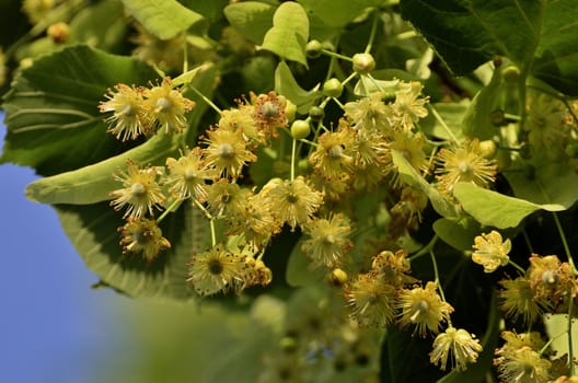 This photo present linden branch of inflorescence.