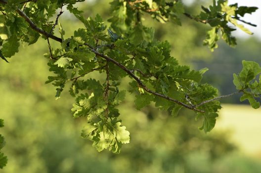 This photo present young oak leaves on a twig on blurry background of meadows