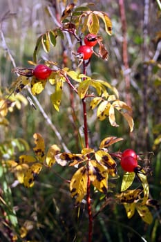 Berry of a ripe wood dogrose