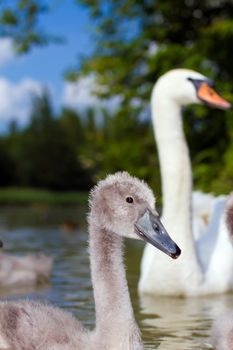 A young sygnet in a small lake in england