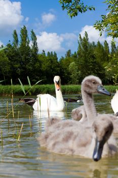 A bright swan with her cygnets in tow