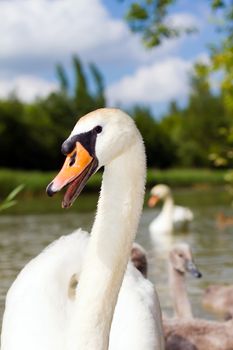 A bright swan with her cygnets in tow