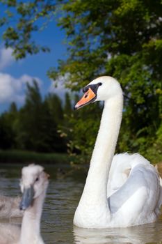 A bright swan with her cygnets in tow