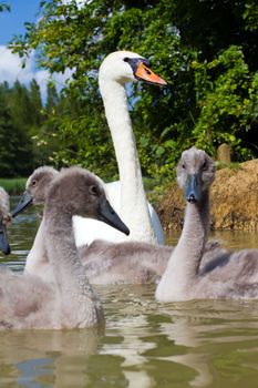 A bright swan with her cygnets in tow