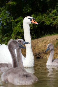 A bright swan with her cygnets in tow