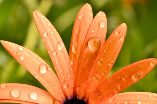 This photo present osteospermium flower after summer rain.