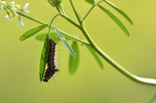 This photo present butterfly caterpillar feeds on a leaf.