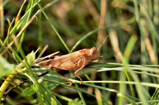 This photo present grasshopper on blade of grass.