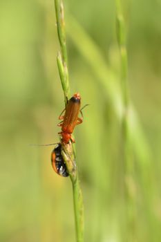 This photo present soldier beetles on a blade of grass.