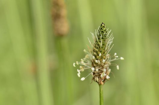 This photo present grandmother blooming in the meadow.