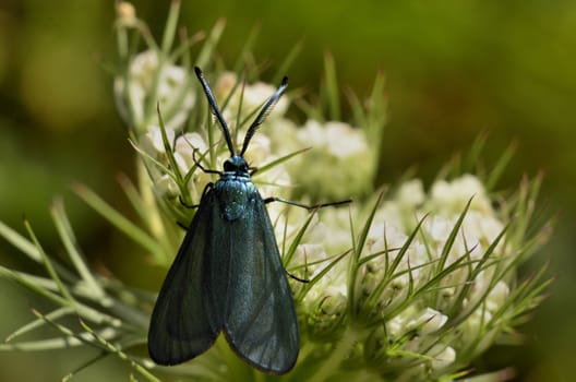 This photo present small bluish butterfly on a white flower.