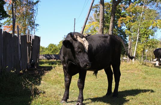 The bull eats a grass on a meadow