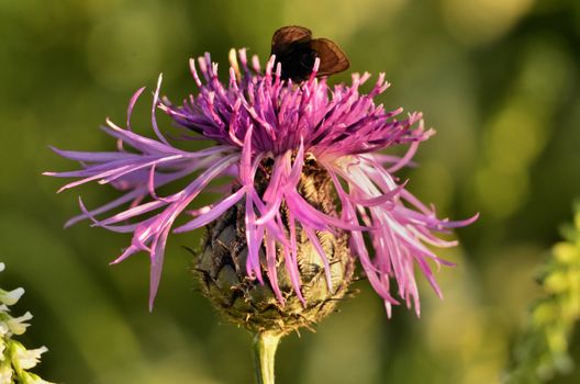 This photo present blooming thistle and a small butterfly on a blurred background.