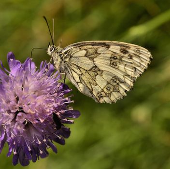 This photo present butterfly drinking nectar on clover blossoms.