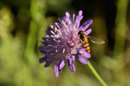 This photo present syrphidae on a flower clover.