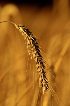 This photo present a single ear of rye on a blurred background.