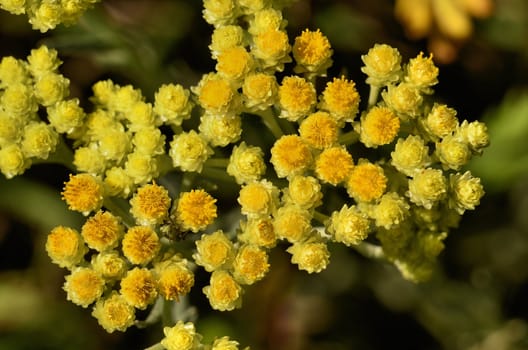 This photo present dwarf everlast on a blurred background. Helichrysum arenarium.