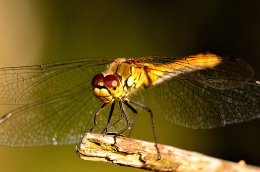 This photo present dragonfly on a stick on a blurred background.