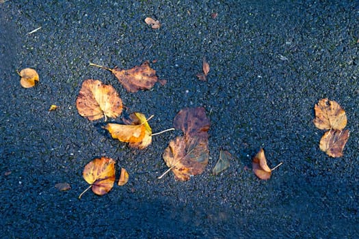 Autumn leaves fallen down onto tarmac below