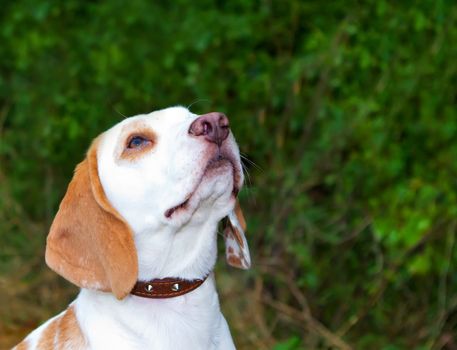 Beagle in a field looking up