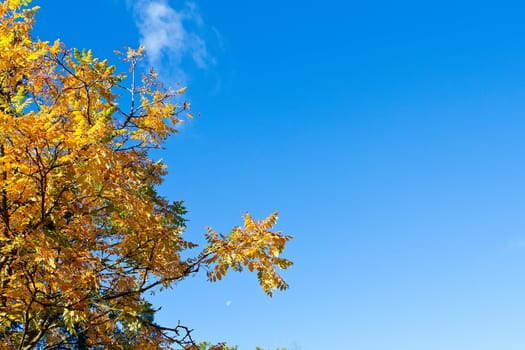 autumn tree with blue sky background