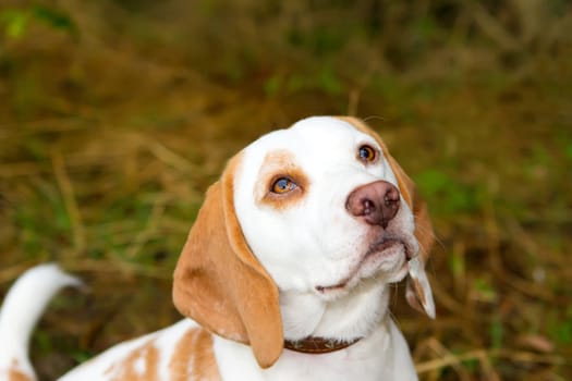 Beagle in a field looking up