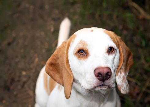 Beagle in a field looking up