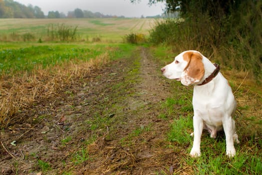 Beagle in a field looking out